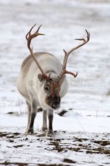 Reindeer seeking of food in winter Spitzberg