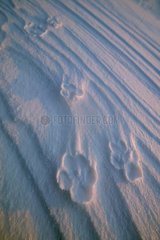 Footprints in the snow of an Arctic foxin in Iceland