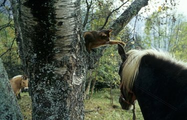 Cat in a tree and touching the ear of a horse