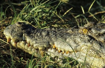 Portrait d'un Crocodile marin Territoire du Nord Australie