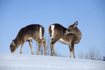 WeiÃŸschwanzige Hirsche saugen nach Nahrung im Schneequebec