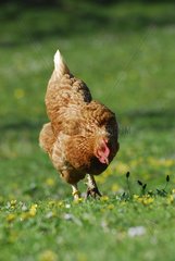 Hen in the train of picorer in a field in Lozere Spring