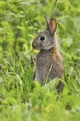 Young European rabbit eating a twig Marne France