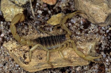 Skorpion auf einem Stein in Arizona USA