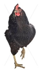 A black Hen