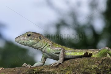 Rainbow Whiptail Eidechse French Guayana