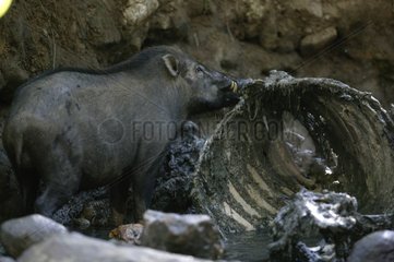 Sanglier mangeant une carcasse de buffle Indonésie