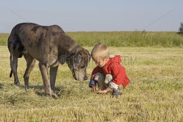 Mâle de Dogue Allemand de 5 ans jouant avec un enfant