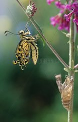 Swallowtail -Schmetterling der alten Welt ist gerade entstanden