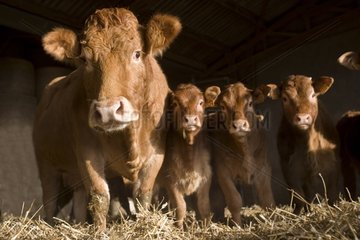 Kuh und KÃ¤lber Limousin in einem Blockieren Frankreichs