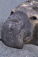 Portrait d'éléphant de mer Archipel des San Benito Mexique