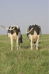 Kühe Prim 'Holstein weideten Frankreich