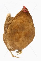 Fotomontage fettleibiger ISA -brauner Hen Frankreich