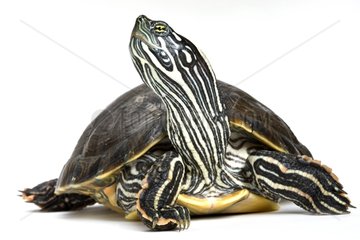 Rio Grande Cooter with streched neck in studio