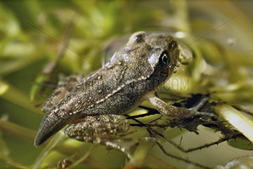 Tadole verÃ¤ndert sich im jungen europÃ¤ischen Frosch Frankreich