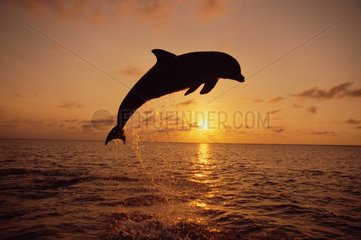 Grand dauphin sautant Roatan Honduras
