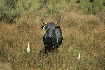 Bull of the Camargue France [AT]