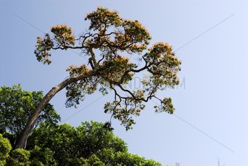 Tree of rainforest New Caledonia