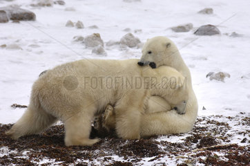 Manitoba  Churchill  young male Polar bears playfighting while waiting for the ice of the Hudson bay to freeze over