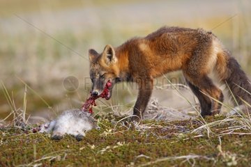 Junger roter Fuchs in dunkler Phase isst einen Hare Nome Alaska