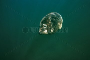 Gray seal diving Iroise Sea Brittany France