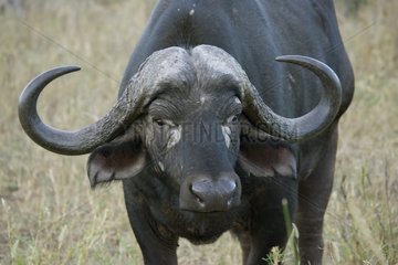 Cape buffalo Tsavo National Park Kenya