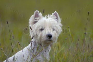 West-highland White Terrier in a meadow