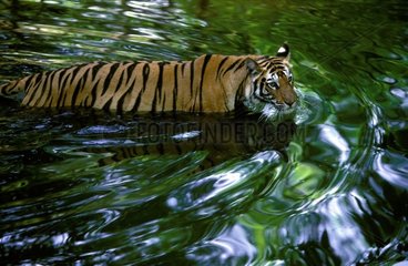 Tigre du Bengale femelle nageant PN Bandhavgarth Inde