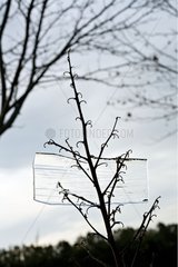 A block of ice in a fruit tree in winter in Provence