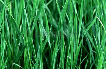Green grass France