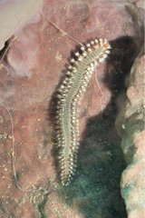 Green bristle worm in the Caribbean sea