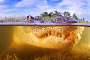 Large plan of a head of American Alligator under water