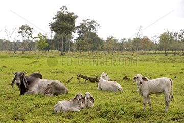 Zebus in a pasture consequence of deforestation Costa Rica