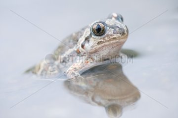Common spadefoot adult in water Bulgaria