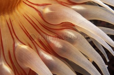 Piscivore British Piscivore Sea Anemone Tentakel