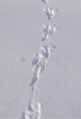 Mountain hare tracks in snow French Alps