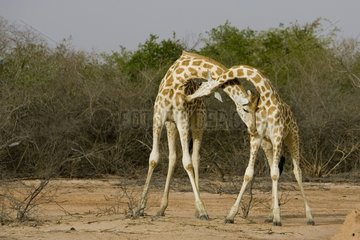 Nigearian Giraffe male fighting Niger