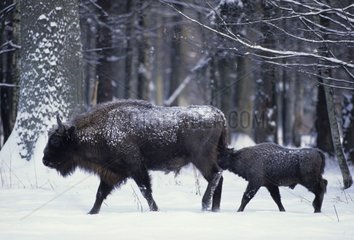 Bison of female Europe and its young person under snow in Poland