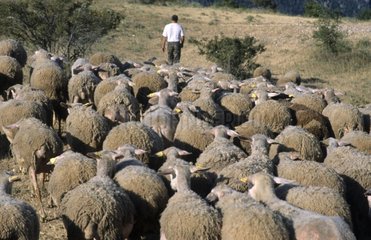 Shepherd und seine Schafe auf dem Causse Méjean Cévennes Frankreich