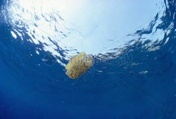 Méduse oeuf au plat Ile Ustica Italie
