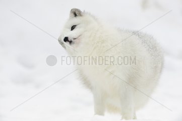 Arktischer Fuchs im Schnee im Winter