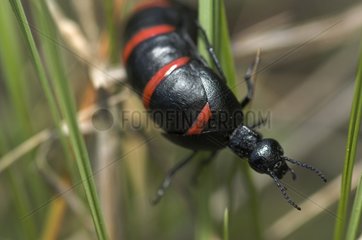 Oil beetle Spain