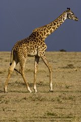 Masai Giraffe walking in the savanna Masai Mara Kenya