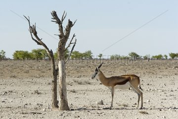 Springbok male searching for the shade of dead tree Namibia