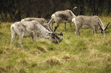 Group of Caribous grazing Norway