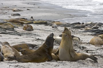 Northern Elephant Seals on sand shore in Falkland Islands