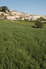 Dorf von Murs und Getreidefeld Vaucluse Frankreich