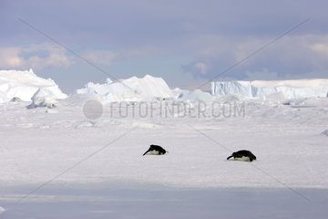 Emperor penguins sliding on ice Antarctic Peninsula