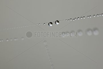 Watre drops on a cobweb at dawn France