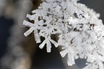 Eiskristalle am Zweig Auvergne Frankreich